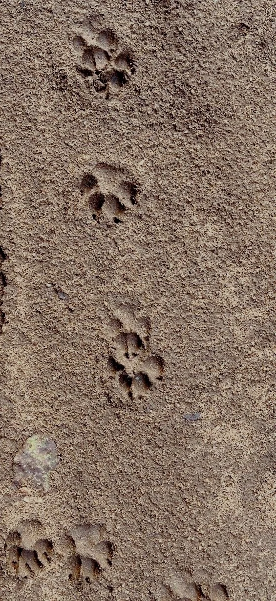 Animal tracks in dry sand