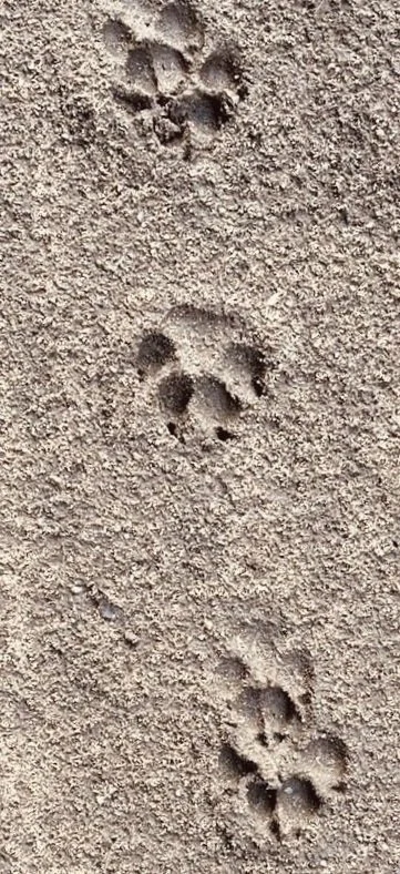Animal tracks in sandy soil